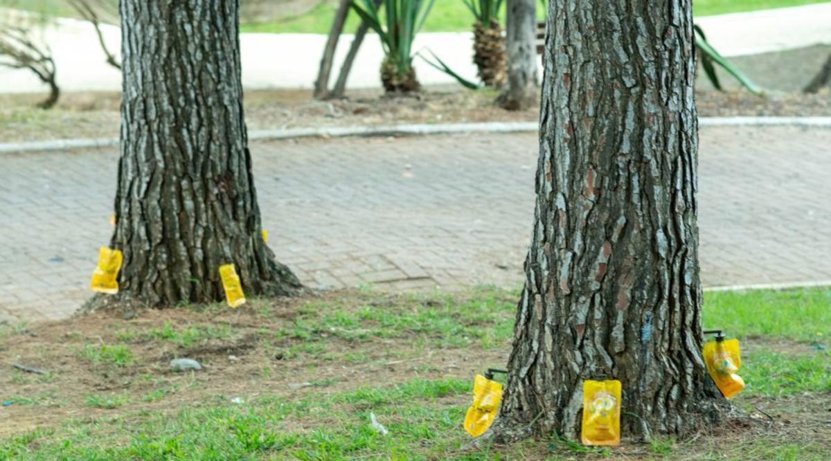 Troncos de pinos afectados por una plaga en el parque de San Pedro. | L.O.