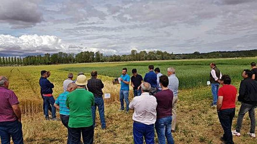 Tras las conferencias visitaron un campo de ensayo en Santa Colomba.