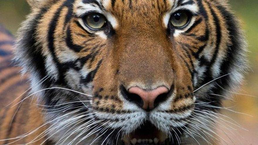 Un tigre del zoo del Bronx da positivo por coronavirus