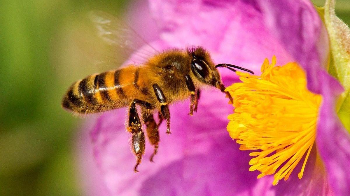 Una abeja polinizando una flor.