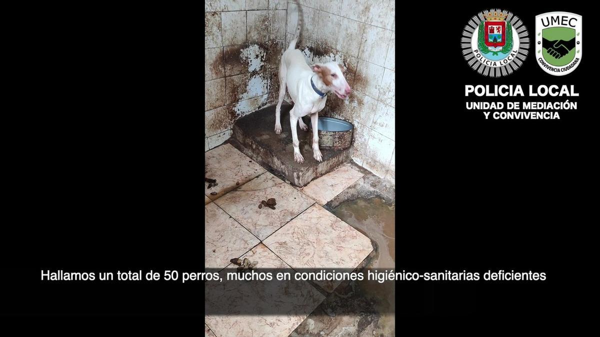 La Policía Local denuncia una guardería ilegal donde albergaban 50 perros y más de 200 animales de otras especies