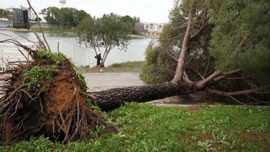 Sevilla se repone de una mañana de caos por la borrasca Kristin: con un centenar de caídas de árboles y cortes de tráfico