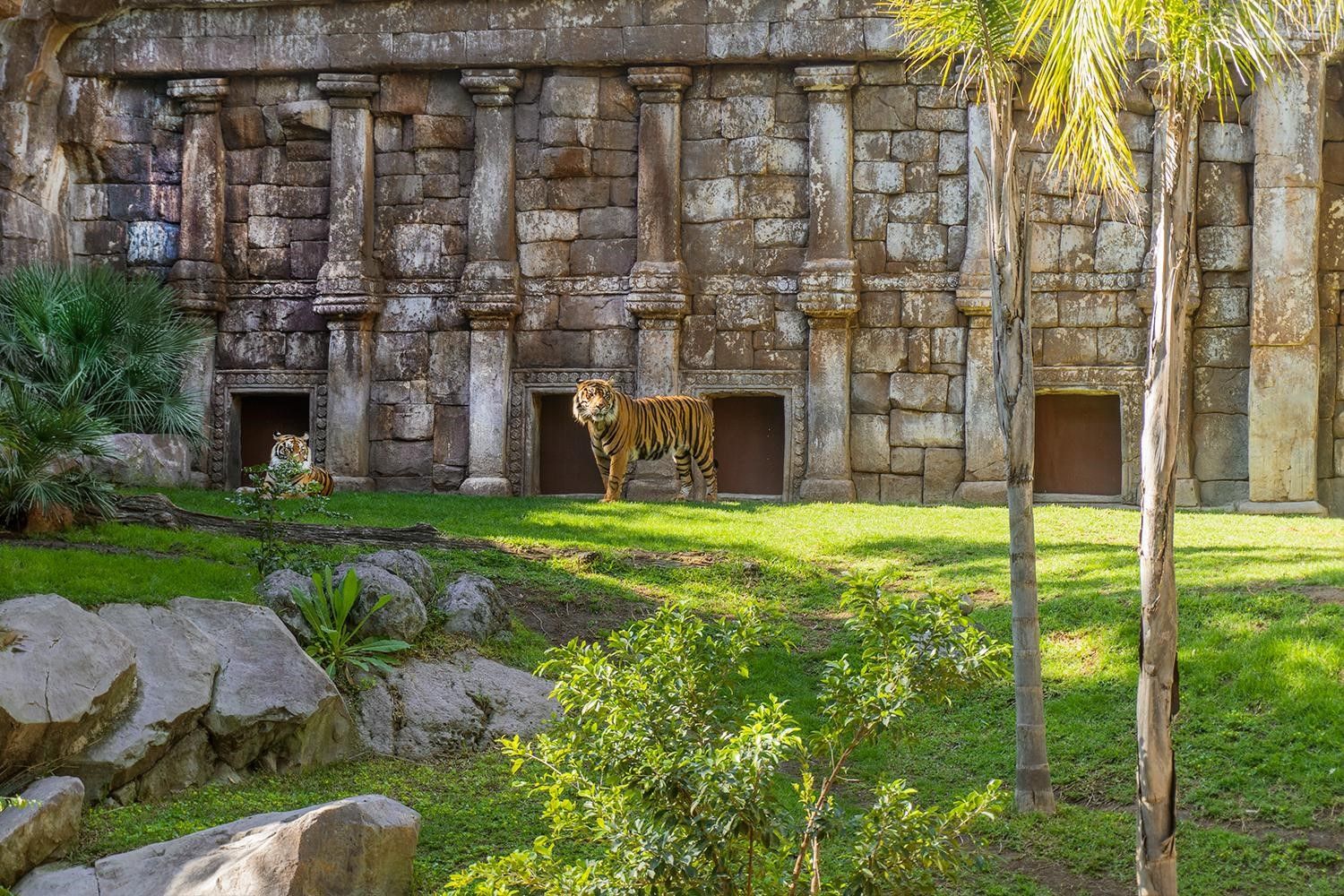 El hábitat de los tigres en BIOPARC Fuengirola es uno de los más impresionantes.