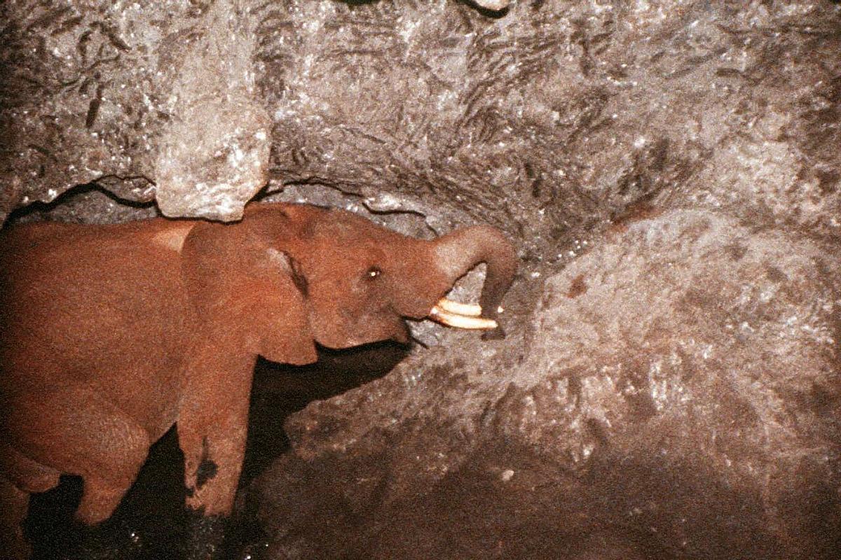 Cría de elefante tomando sal en el interior de una cueva