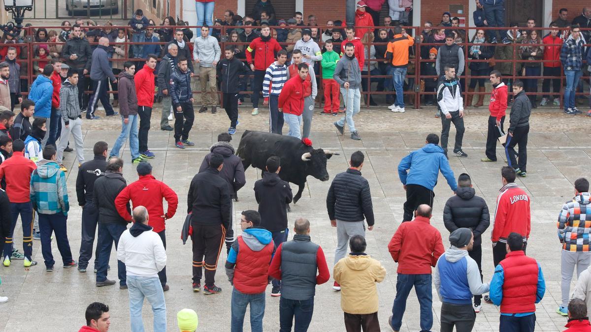 Toro de la Purísima del año 2015.