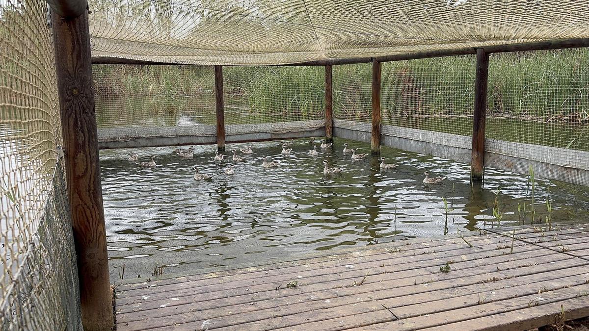El Clot de Galvany en Elche, escenario de la suelta de 20 cercetas pardillas