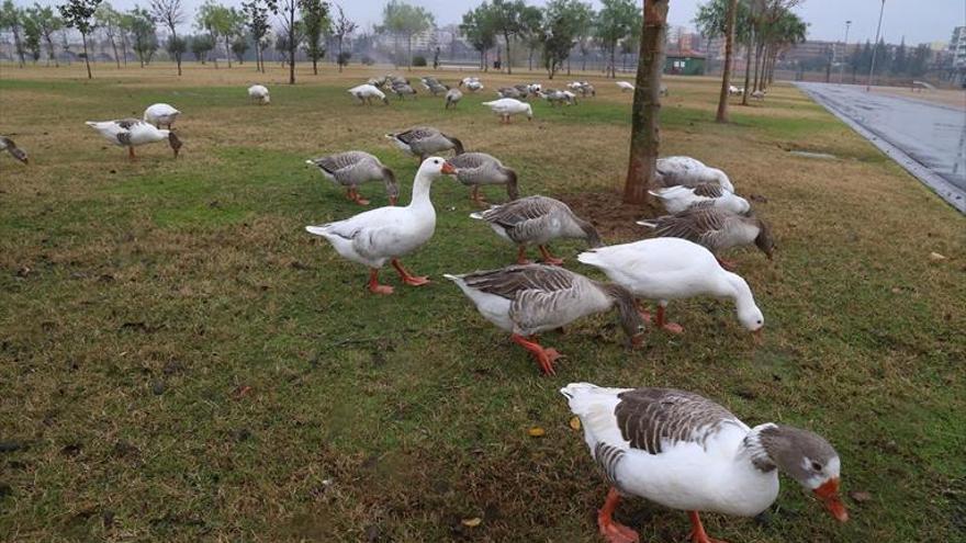 El alcalde de Don Benito ofrece un espacio para los gansos del río en Badajoz
