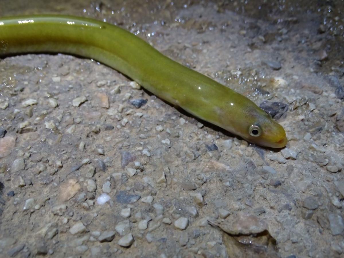 Un ejemplar de anguila en la Región de Murcia