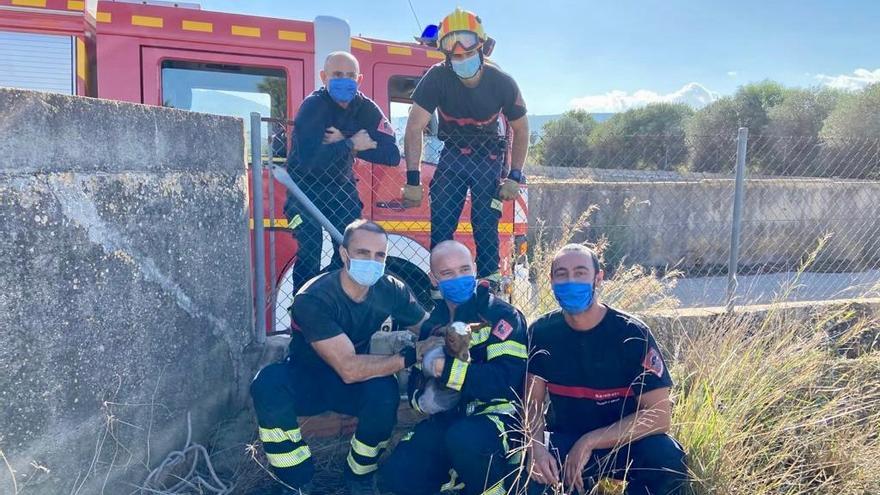 Los bomberos con la cabra tras sacarla de la tubería