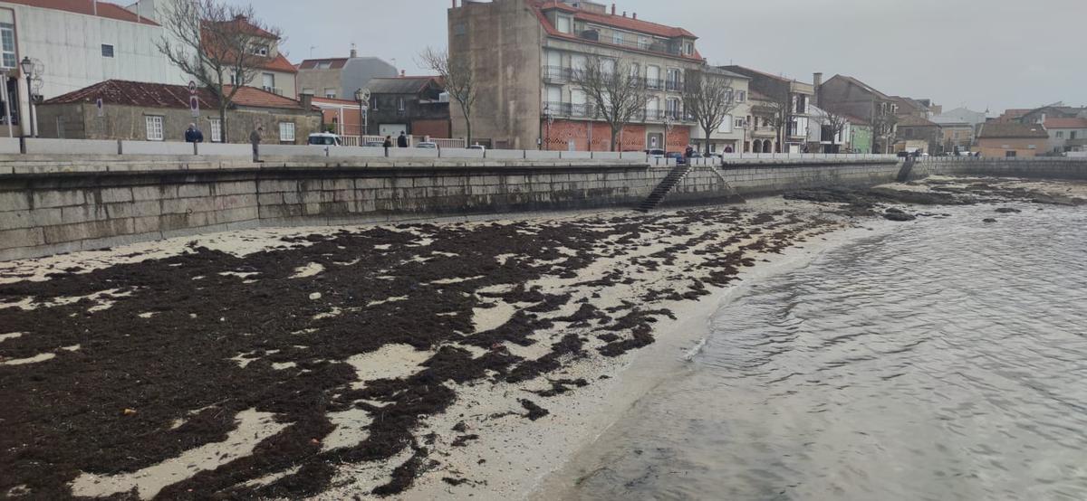 El fuel llegó mezclado con algas a la playa de O Campo.