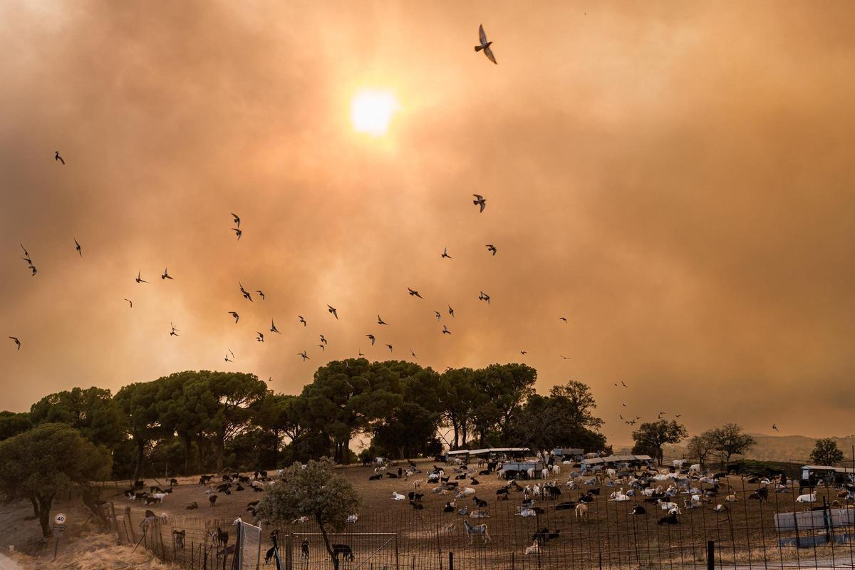 Varias aves huyen del fuego, en San Martín de Valdeiglesias