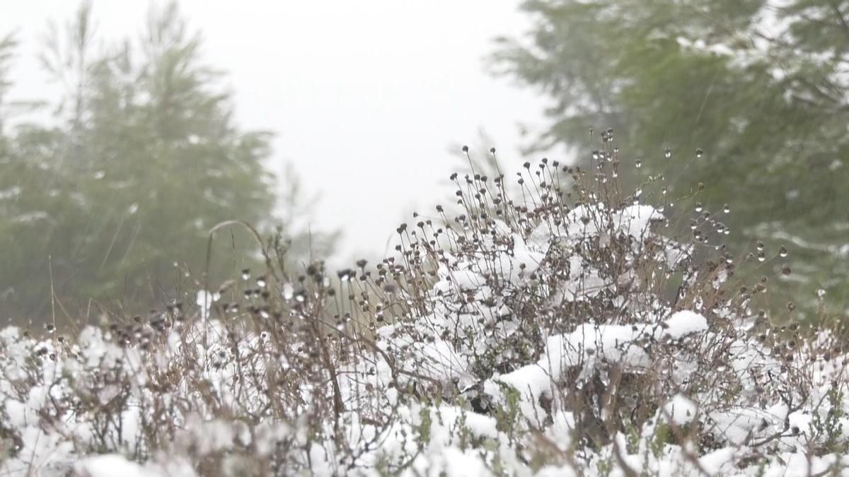 La nieva ha dejado estampas invernales en Yecla