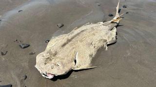 Encuentran un ejemplar de angelote muerto en una playa de Canarias