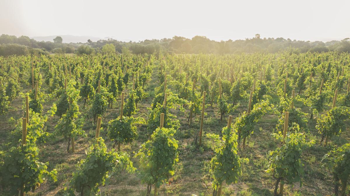 Les vinyes de Clos de Basella