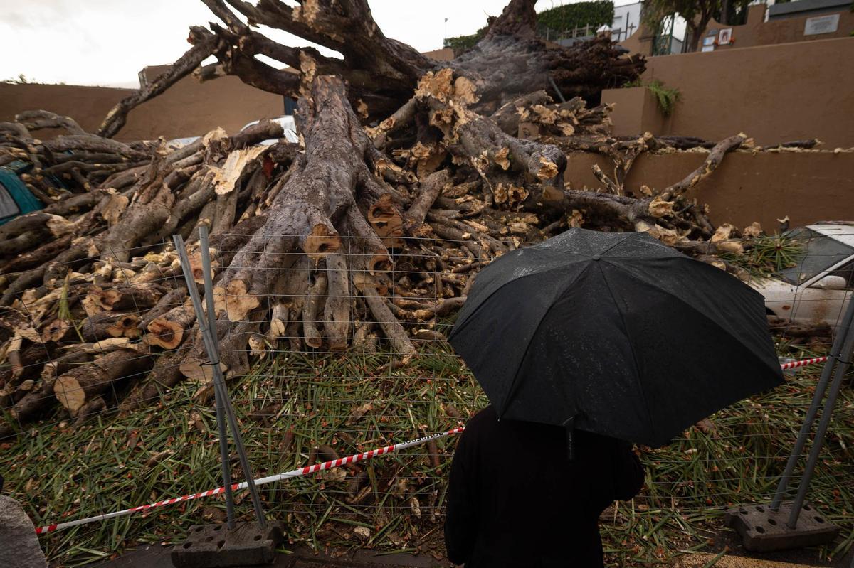 Drago de San Francisco, en Los Realejos, caído por el temporal