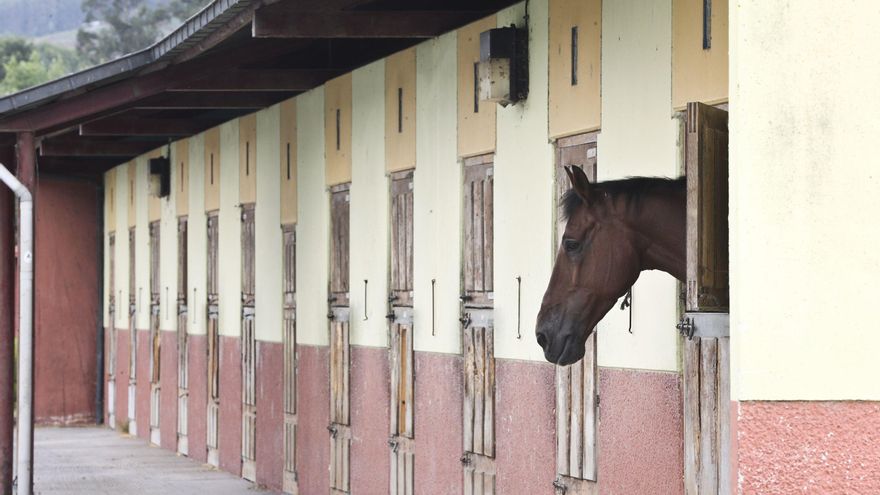 El mundo del caballo celebra que el Ayuntamiento quiera reabrir El Asturcón