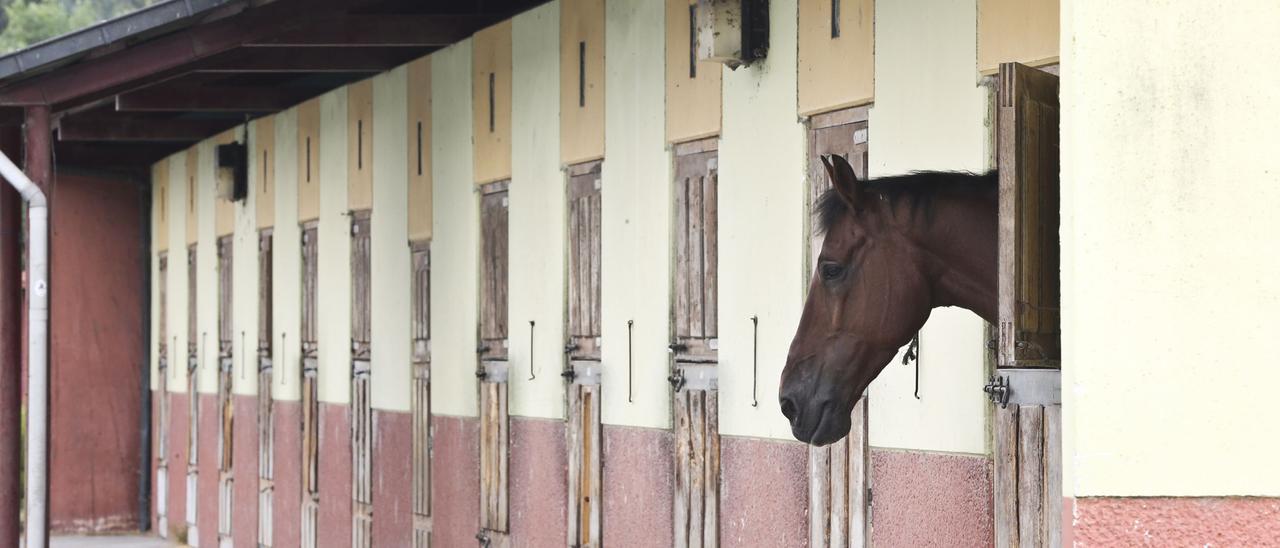 Uno de los últimos caballos que permanecían en El Asturcón tras su cierre en 2016