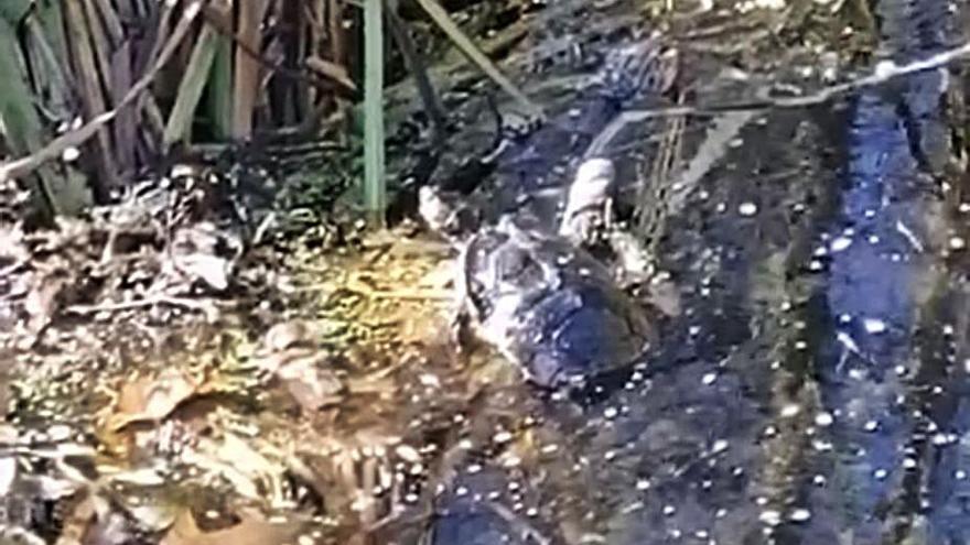 La tortuga vista ayer en el lago del paseo fluvial lalinense.