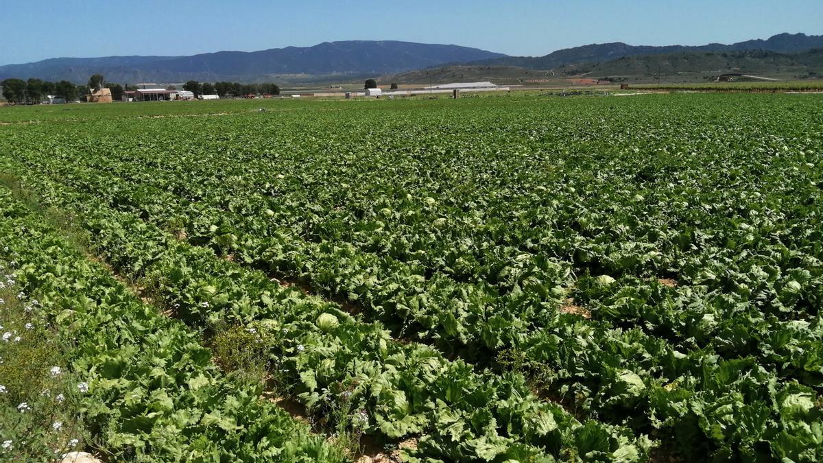 Lechugas en Campo de Cartagena.