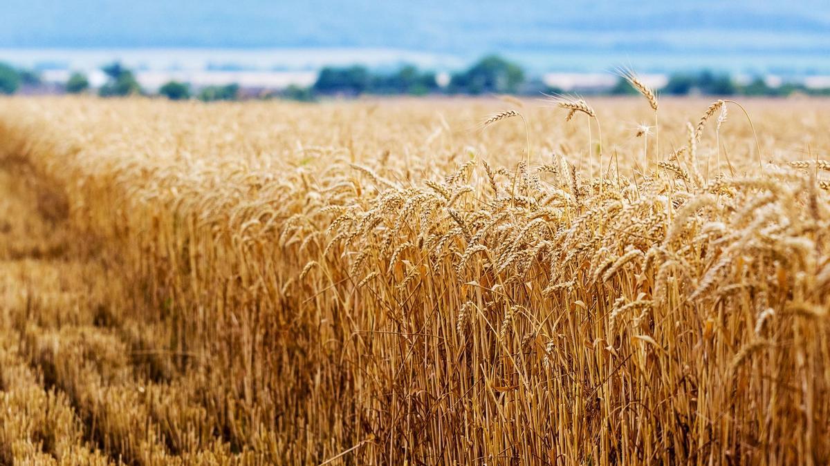 El cultivo del cereal está sometido a muchas adversidades, sobre todo en momentos claves de su desarrollo como son el ahijamiento y el espigado
