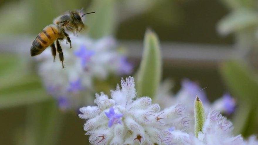 Un 24% de abejas europeas podría desaparecer en 5 años