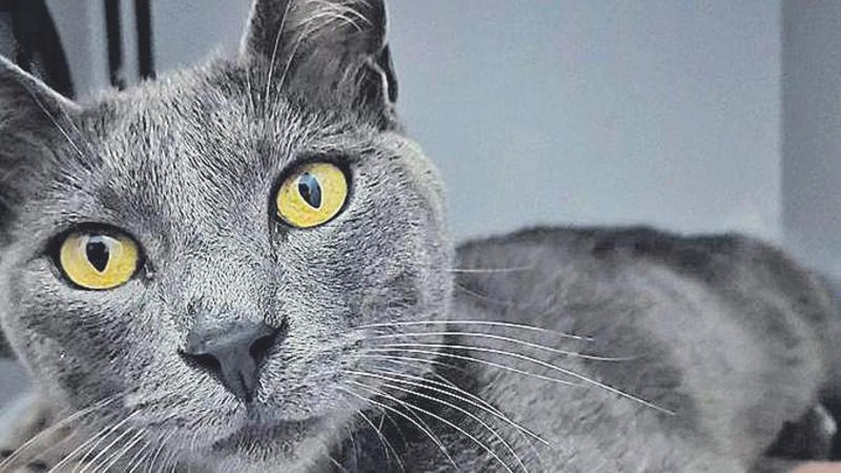 Tormenta, el gato que nació con 3 riñones