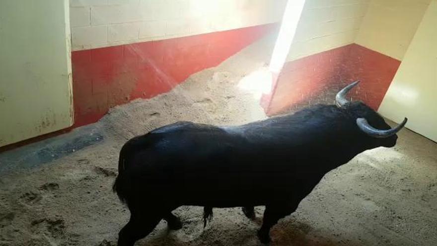 Toro Enmaromado: desembarque de Tapador