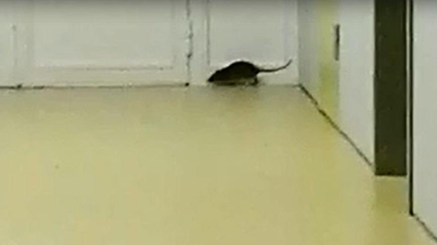 Una rata se pasea por la 3ª planta del Servet