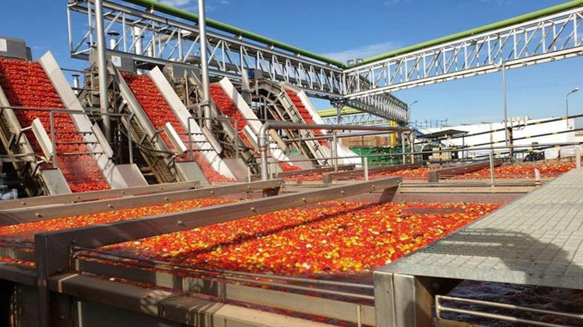 Proceso de elaboración de tomate para industria.