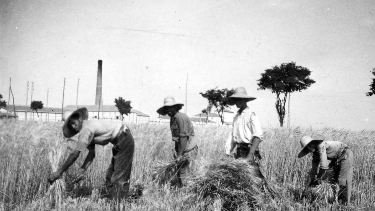Jornaleros segando.