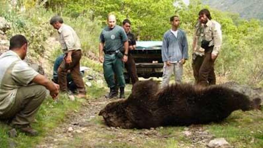 Los restos de un oso pardo envenenado en Palencia en agosto de 2007.