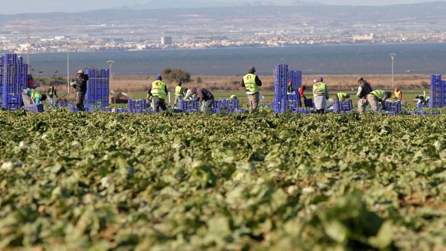 Un grupo de trabajadores del campo trabaja en fincas de hortalizas de la zona sur del Mar Menor.