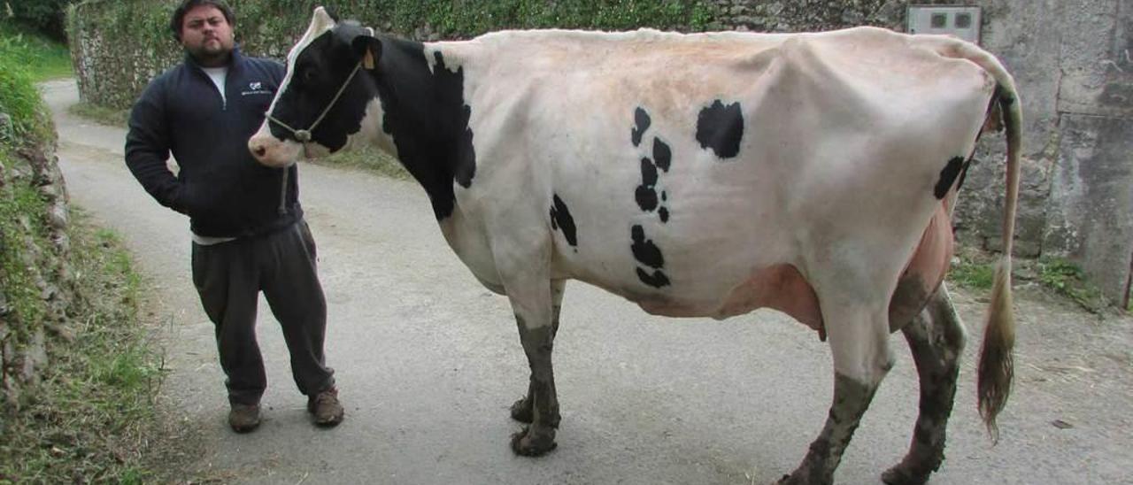 Javier Cantero, con una de sus vacas, en Piñeres de Pría, ayer.