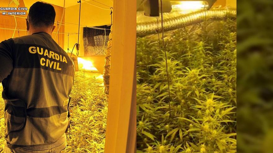 Desmantelada una plantación de marihuana en una vivienda de Medina de las Torres