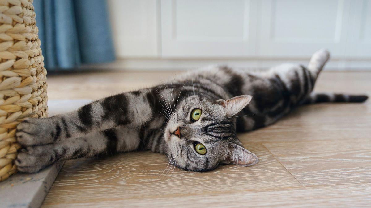 Ni independientes ni difíciles: crean una guía veterinaria que explica cómo educar a los gatos sin enfados ni castigos