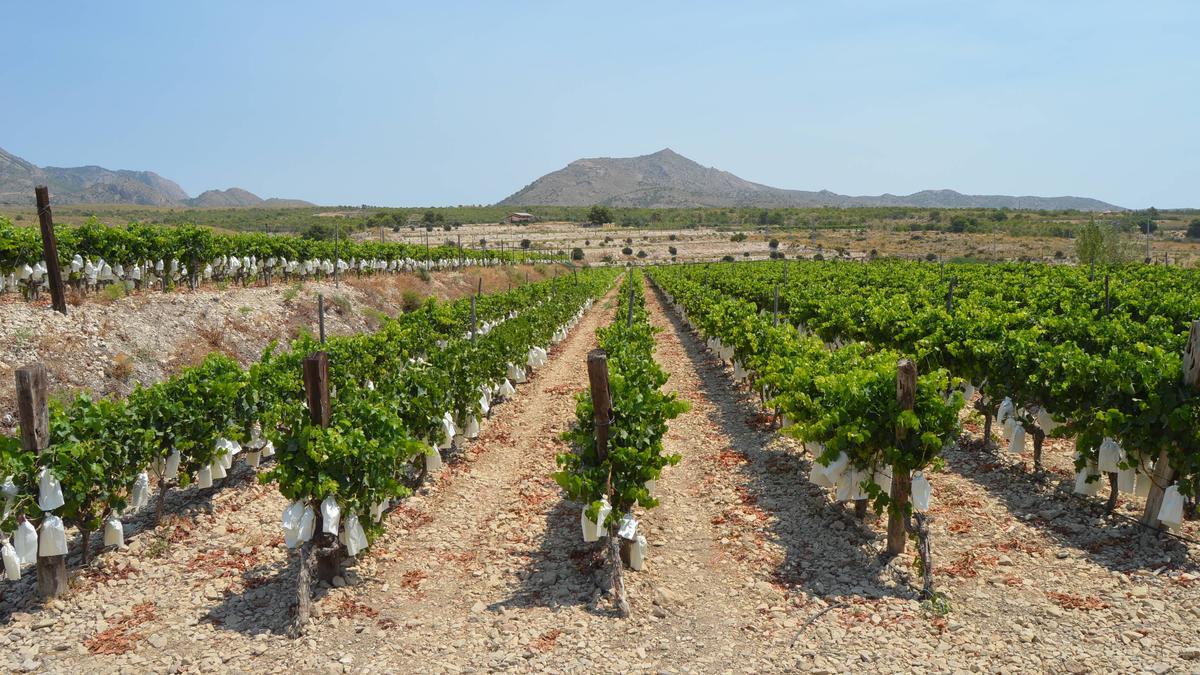 Agost implanta un banco de tierras para tratar de reactivar el empleo con nuevas oportunidades agrícolas