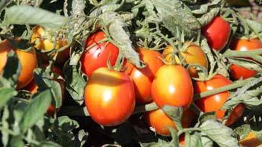 Una empresa extremeña llevará a Nigeria el cultivo del tomate para industria