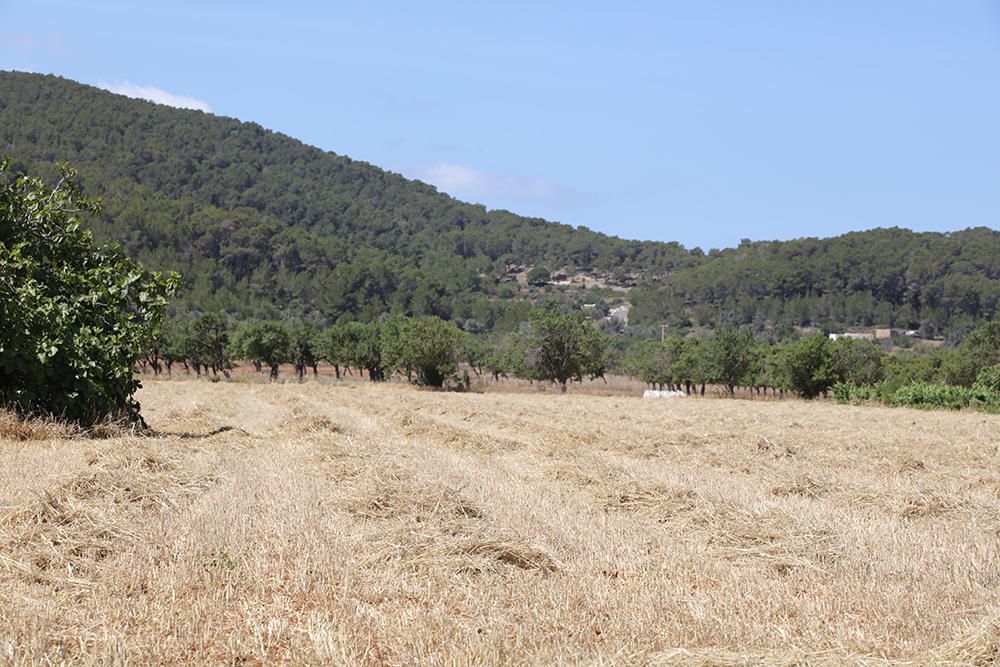 Las variedades de almendro autóctonas 'pau' y 'espineta' se injertan en 126 árboles para crear un banco de semillas.