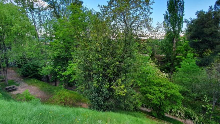 Arbres al parc del Lledó, aquesta setmana