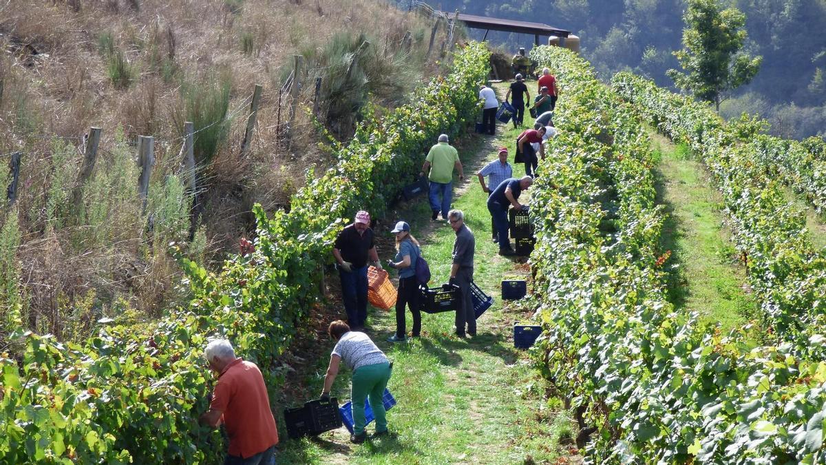 Vendimia, el año pasado, en Cangas del Narcea.
