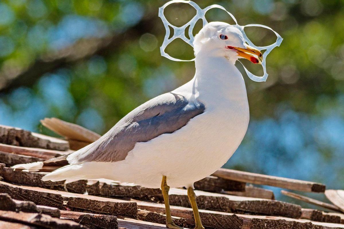 Una gaviota con unas anillas de plástico enganchadas al pico.