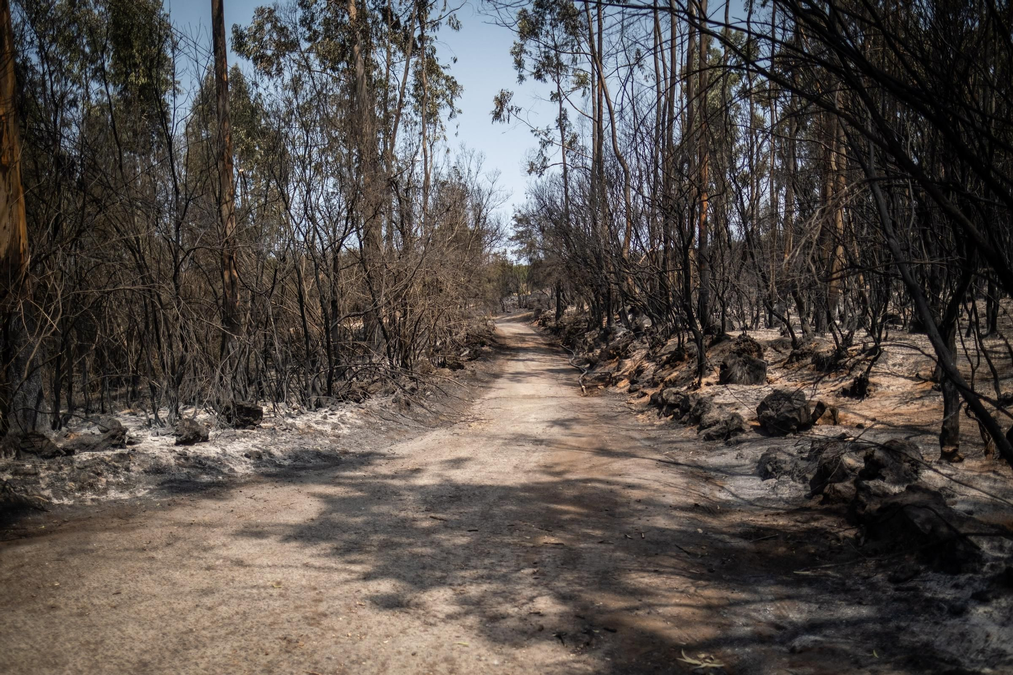Monitoring of the fire in Tenerife