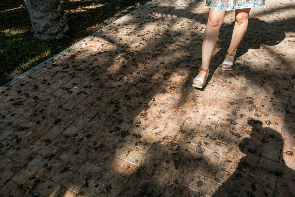 Suciedad en las calles de Elche por los dátiles