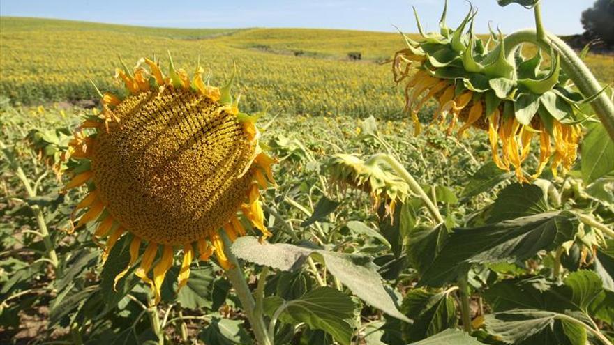 El campo ha perdido 73,6 millones por la falta de lluvia