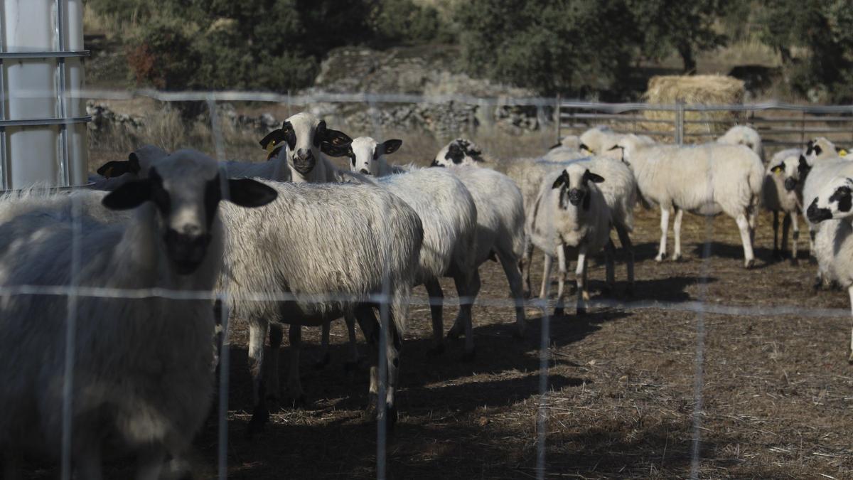 Explotación ganadera en Zamora.