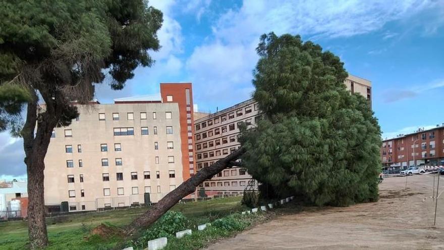 Susto en el Hospital de Mérida: un árbol cae sobre varios coches y alarma a quienes pasaban por allí