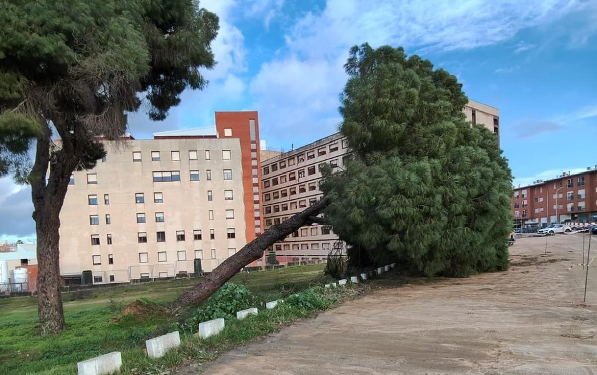 Árbol caído en el aparcamiento del Hospital de Mérida por el temporal Oriana.
