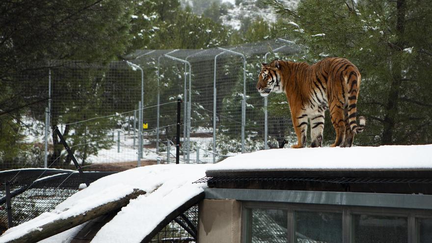 Tigres y leones maltratados disfrutan de la nieve en Villena - Información