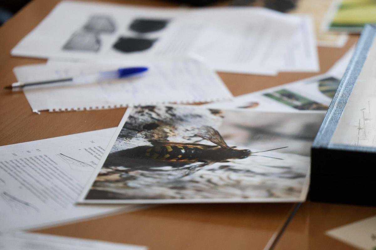 Un taller para identificar las abejas silvestres de Baleares