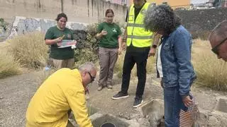 Más de 300 lagartos de Gran Canaria caen en las trampas puestas en Telde en solo dos semanas